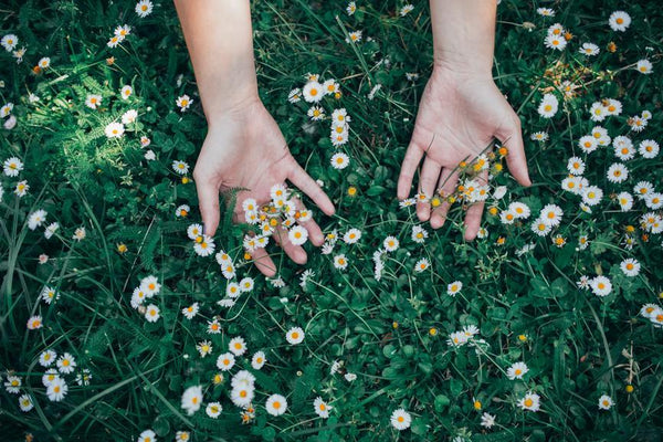 Chamomile: A flower with many benefits | ATTITUDE